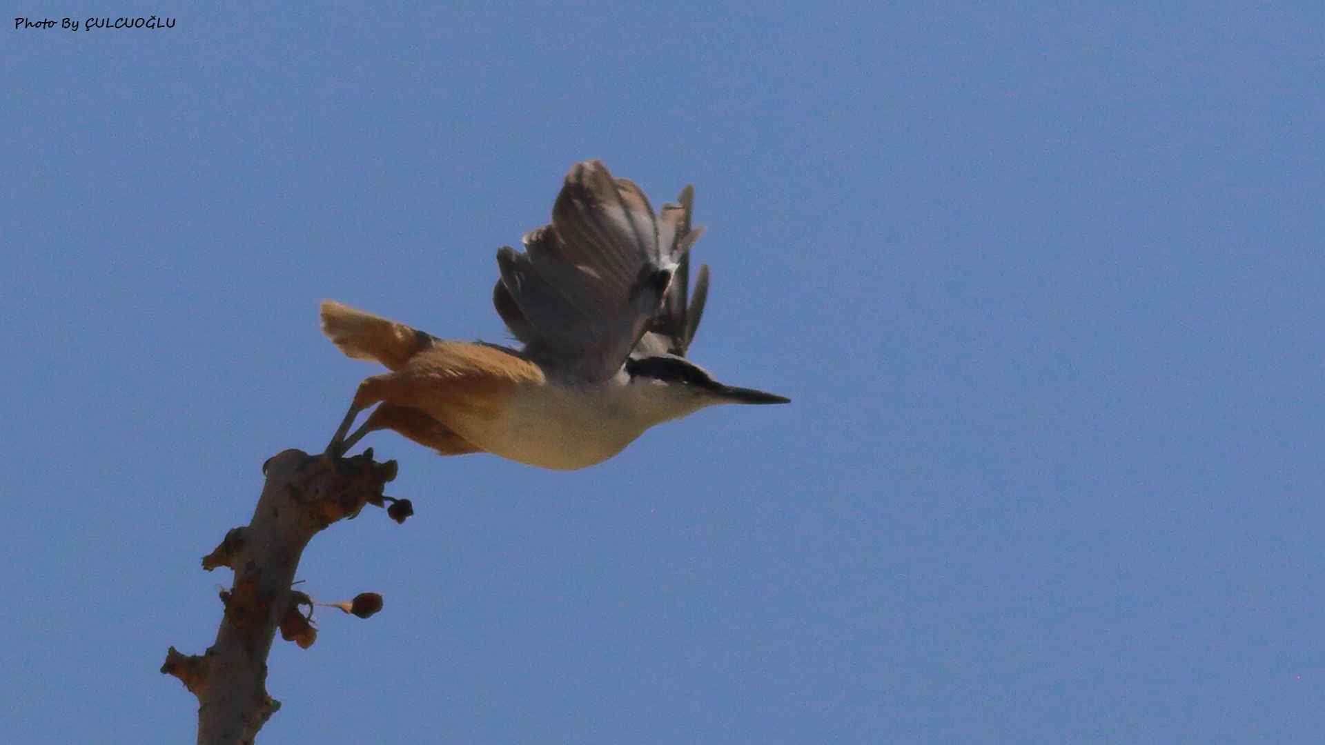 Eastern Rock Nuthatch